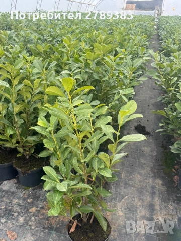 Лавровишна новита