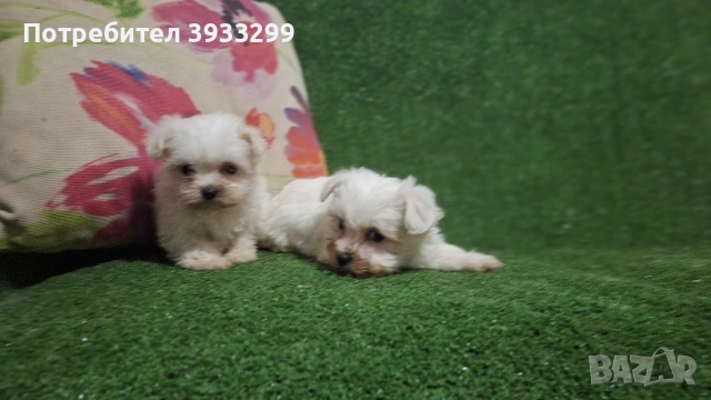 малтийска болонка мини болонки , снимка 8 - Болонка - 53410962