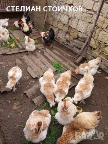 Яйца за люпене от фаверол , снимка 2 - Други - 53701573