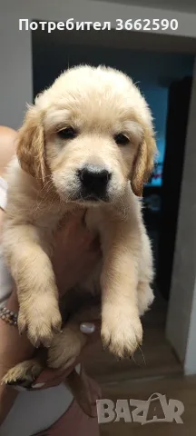 🐾 Малки кученца Голдън Ретривър търсят своите любящи семейства! 🐶❤️