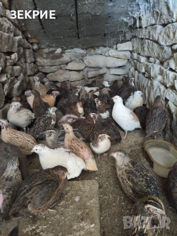 Продавам Домашни  Яйца  от Пъдпъдъци , снимка 2 - Други - 46928739