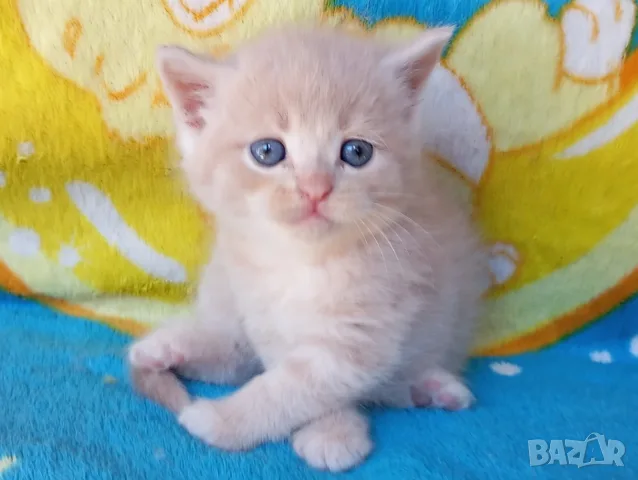 Сибирче, сибирска котка, сибирски котенца, сибирско коте, хипоалергично, момче крем, снимка 9 - Сибирски - 56181080