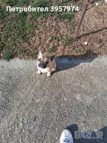 Продава се мъжко булдоче на 3 и половина месеца с три ваксини и паспорт , снимка 7 - Френски булдог - 53028052