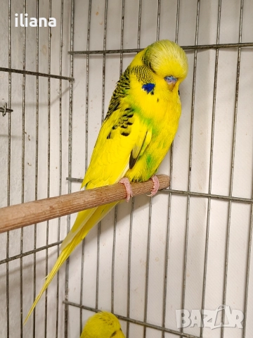 продавам различни видове папагали, снимка 2 - Папагали - 52450832