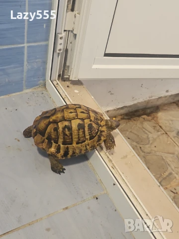 Продавам костенурка, снимка 1