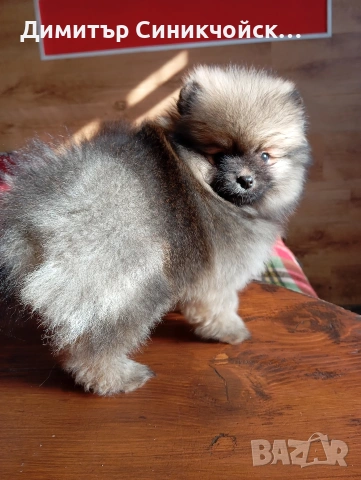 померан , снимка 5 - Померан - 53688988