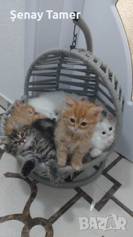 Сибирски котенца