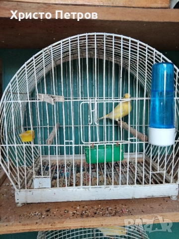 Продавам канари порода Малиноа. , снимка 2 - Канари - 52374514