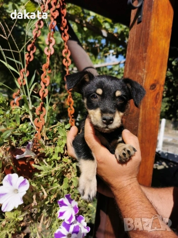 Продавам пинчер , снимка 1