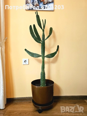 Продавам Стайни растения, снимка 2 - Стайни растения - 53032554