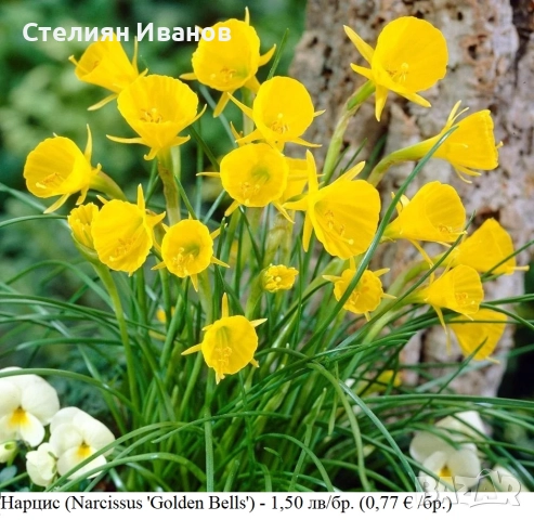 СОРТОВИ НАРЦИСИ - ЛУКОВИЦИ, снимка 3 - Сортови семена и луковици - 52372810