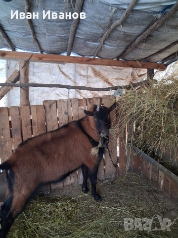 френски алпин, снимка 2 - Кози - 53207944