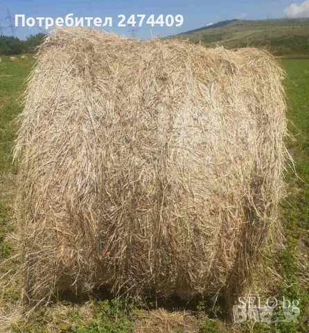 Ечемик пшеница и царевица , снимка 7 - За селскостопански - 55081064