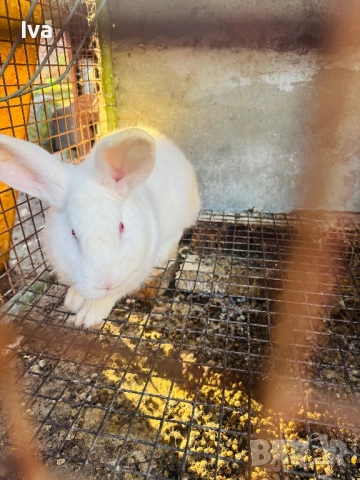 Продавам зайци на 6 месеца, снимка 7 - Други - 53056162