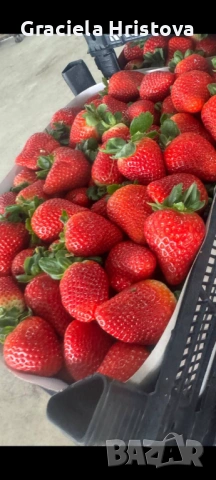 Продавам разсад ягоди , снимка 7 - Сортови семена и луковици - 53858059