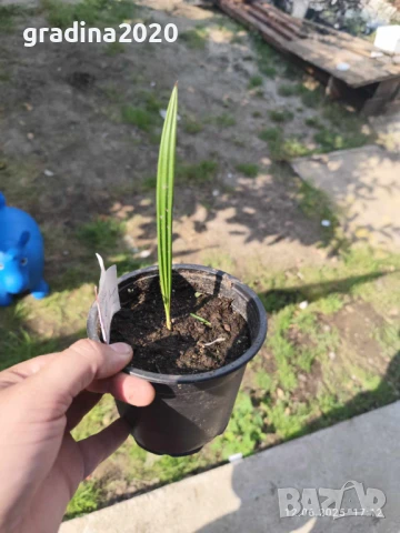 Палма Канарска - финикова, снимка 5 - Разсади - 46518282