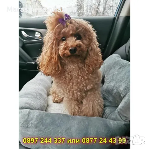 Транспортно легло за кола за домашен любимец - КОД 4336, снимка 13 - Други стоки за животни - 49222478