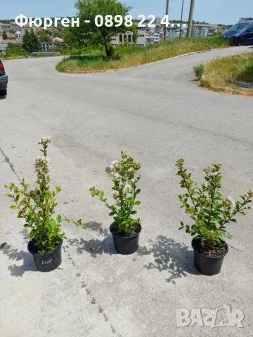 Лагерстремия - индийски люляк Налични 4 цвята , снимка 6 - Разсади - 41067069