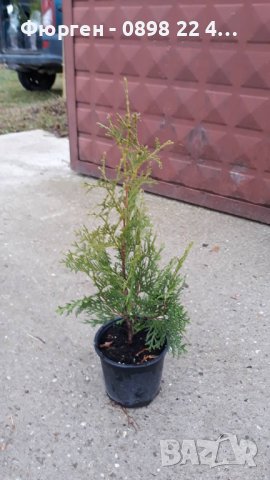 Западна Туя Брабант - Thuja occidentalis Brabant, снимка 3 - Разсади - 41981804