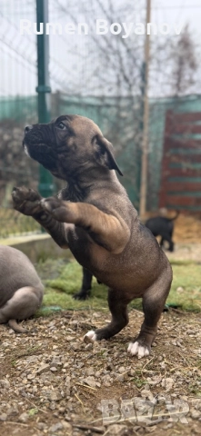 Кане Корсо , снимка 8 - Кане корсо - 52678102