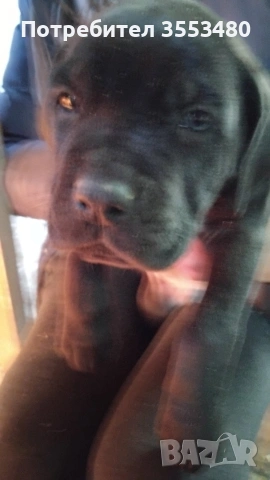 продавам Кане Корсо чистокръвни, снимка 11 - Кане корсо - 53611607