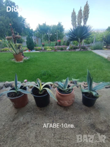 Агаве ,цветя, снимка 2 - Градински цветя и растения - 42062687