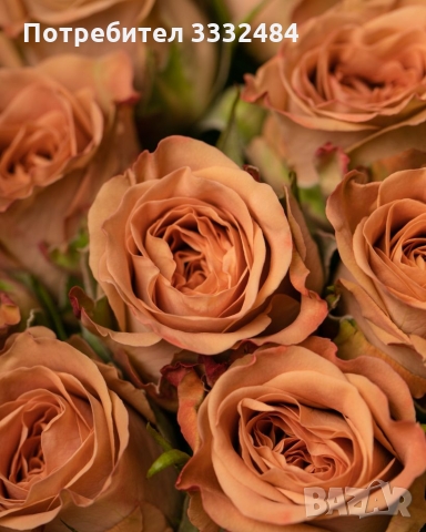 Роза 28, снимка 1