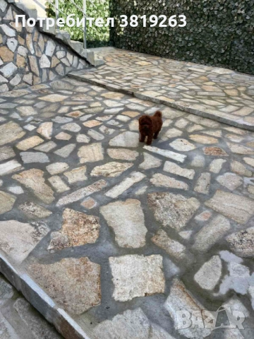 Пудел той мини, снимка 6 - Пудели - 52616820