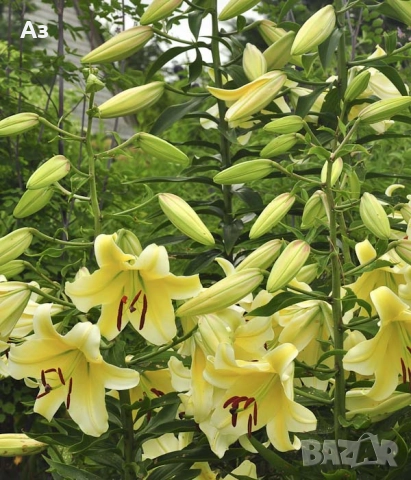 Продавам големи луковици на цветя лилиум за градината, снимка 9 - Сортови семена и луковици - 51555187