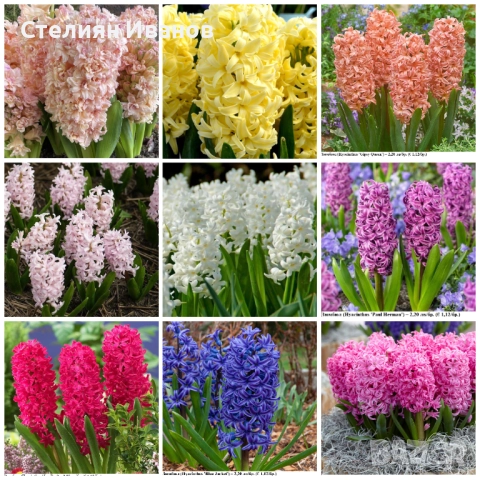 СОРТОВИ ЗЮМБЮЛИ - ЛУКОВИЦИ