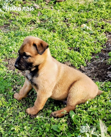 Малки кученца белгийска овчарка , снимка 2 - Белгийска овчарка - 52975832