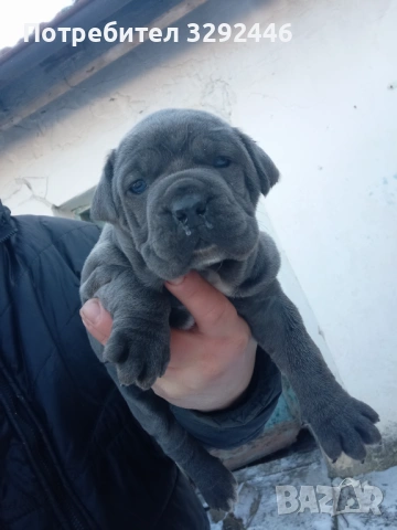 Две сладуранки, снимка 2 - Кане корсо - 53140972