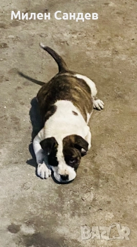 Последни две женски питбулчета 65 дни