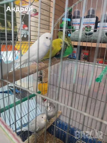 Вълнисти папагали, снимка 2 - Папагали - 48377765