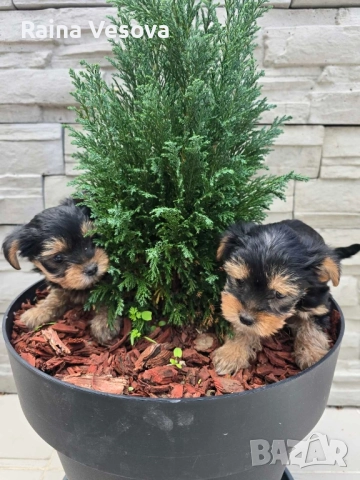 мини йоркширски териер, снимка 7 - Йоркширски териер - 52193923