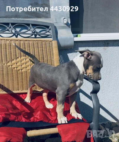 American Bully XL, снимка 2 - Американски стафордширски териер - 56359868