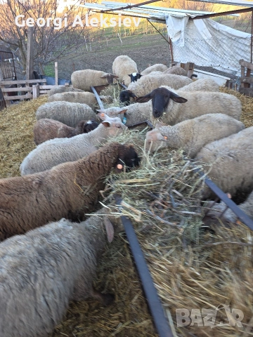 Овце от месодайни породи, снимка 4 - Овце - 53749231