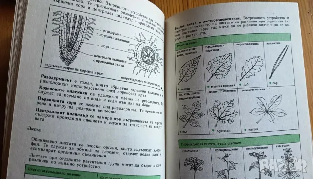 Атлас по ботаника + Наръчник по биология, снимка 7 - Учебници, учебни тетрадки - 56155785
