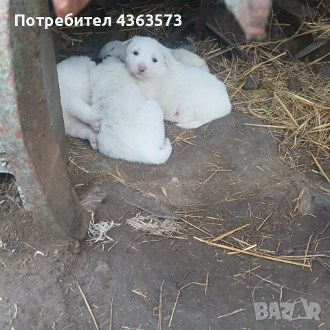 Продавам малки кученца ,караачанска овчарка ,2 мъжки и 2 женски, снимка 4 - Каракачанска овчарка - 53096624