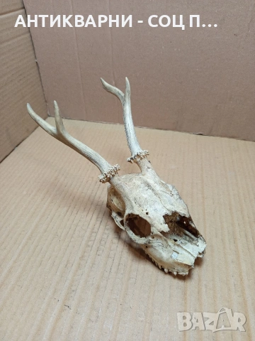 Стар Сувенир Череп С Рога. НОМЕР 724.