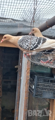 Продавам Нюмберски гълъби, снимка 10 - Гълъби - 52589186