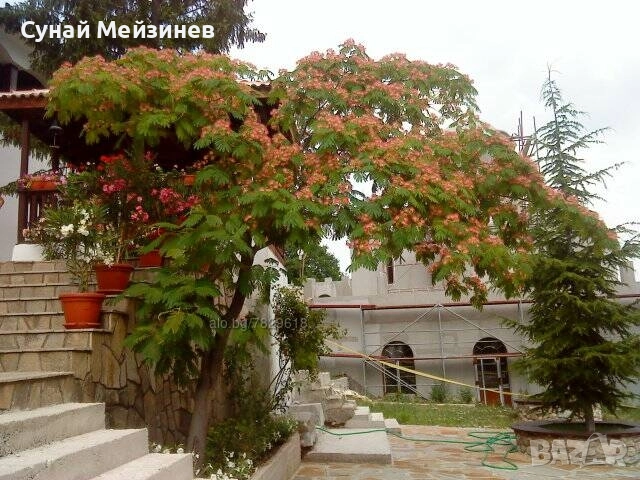 Фиданки от Албиция, снимка 1