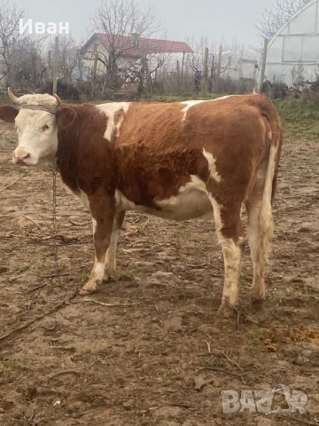 Бременна крава в 7мия месец