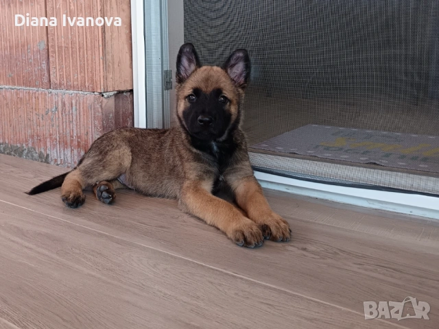 Подарявам Белгийска овчарка на 8 месеца , снимка 12 - Белгийска овчарка - 53276385