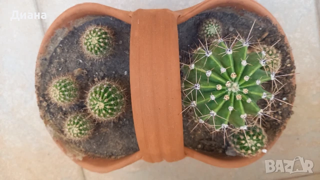 Ехинопси в керамична кошничка, снимка 4 - Стайни растения - 51073098