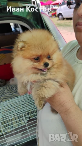 Продавам малки померанчета,, снимка 1