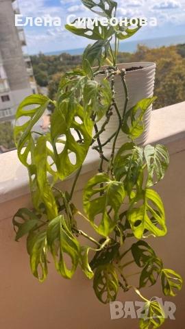 Мостера Monkey, снимка 2 - Стайни растения - 51864456