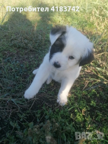 Кучета каракачанки, снимка 4 - Каракачанска овчарка - 52422629