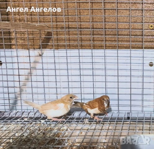 Японски амадини 