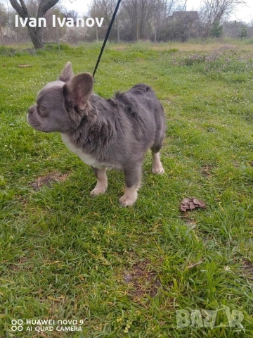 френски Булдог флъфи, снимка 2 - Френски булдог - 53712184